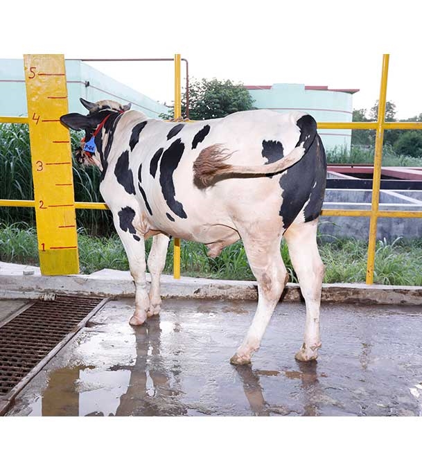 Buy ফ্রিজিয়ান ক্রস Online