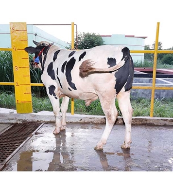 Buy ফ্রিজিয়ান ক্রস Online