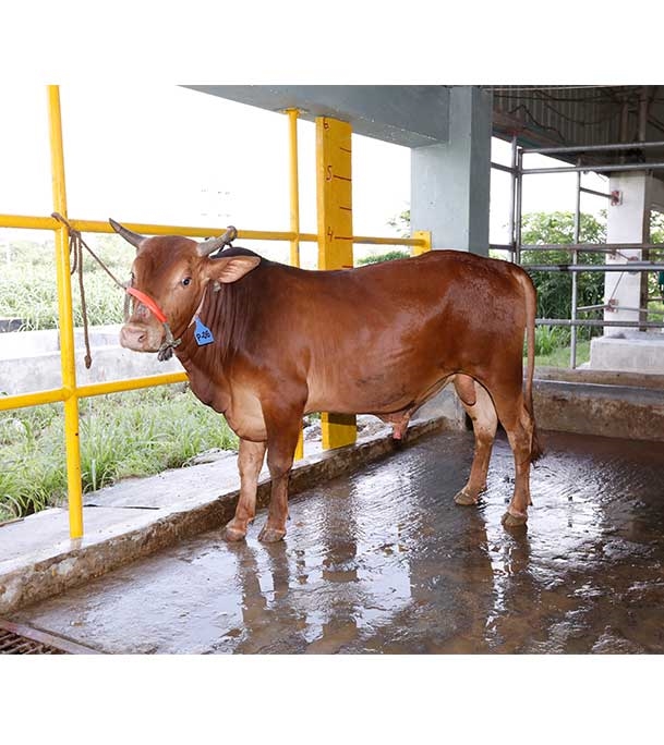 Buy দেশি ষাঁড় Online