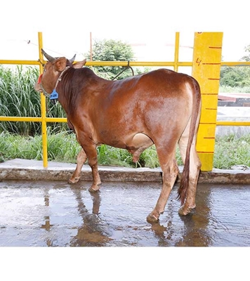 Buy দেশি ষাঁড় Online