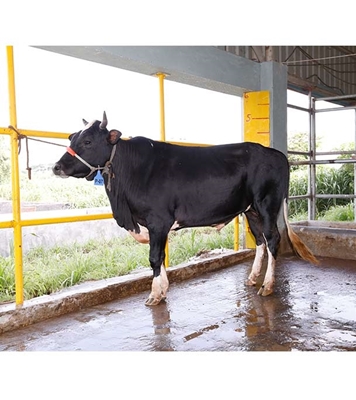 Buy ফ্রিজিয়ান ক্রস Online