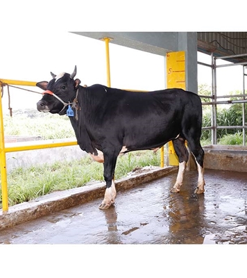 Buy ফ্রিজিয়ান ক্রস Online