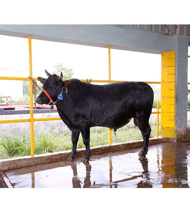 Buy দেশি ষাঁড় Online