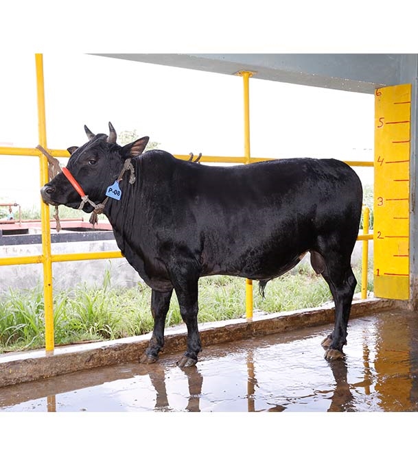 Buy দেশি ষাঁড় Online