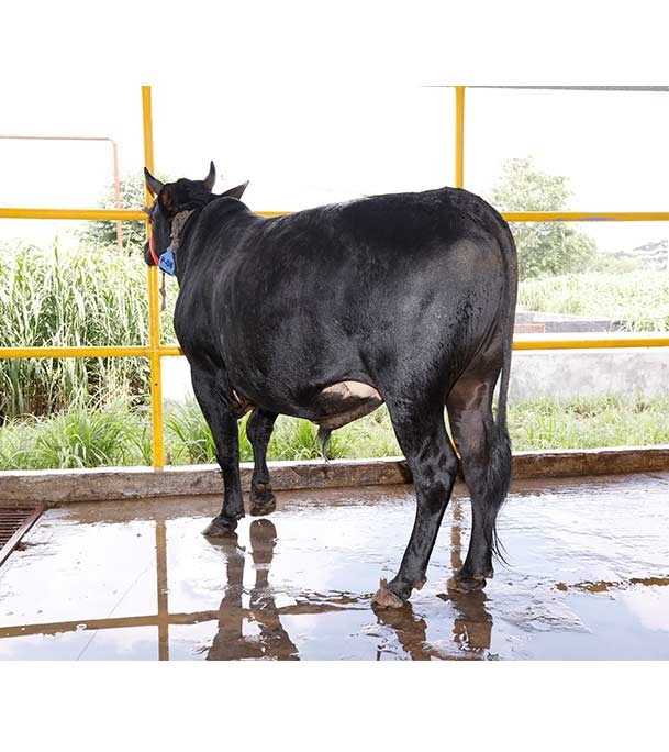 Buy দেশি ষাঁড় Online