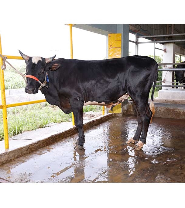 Buy ফ্রিজিয়ান ক্রস Online