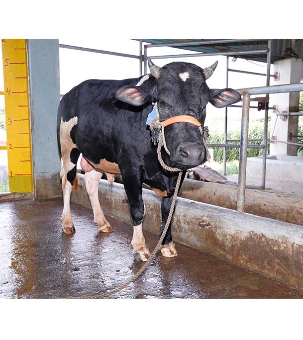 Buy ফ্রিজিয়ান ক্রস Online