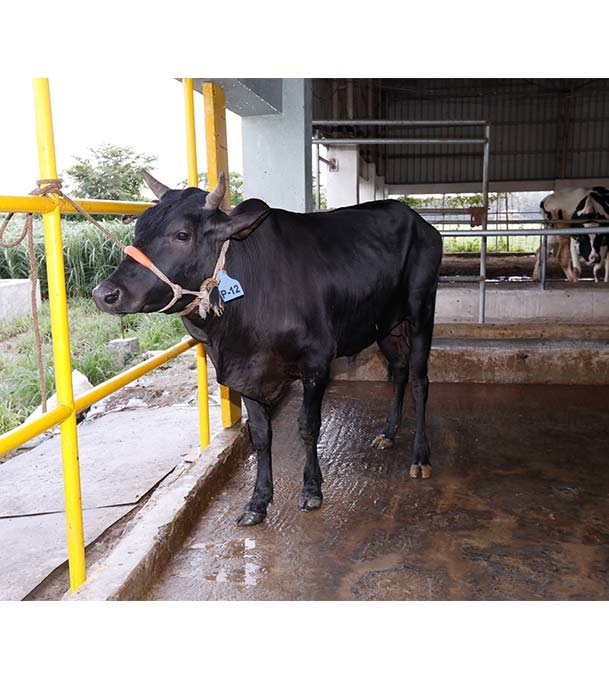 Buy দেশি ষাঁড় Online