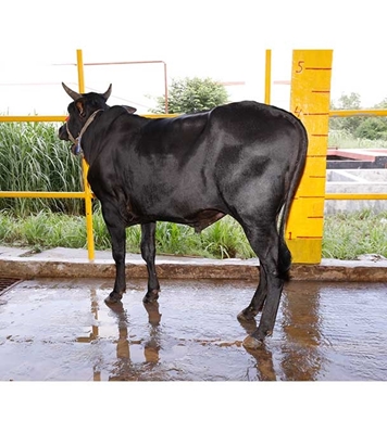 Buy দেশি ষাঁড় Online