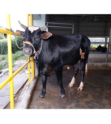 Buy ফ্রিজিয়ান ক্রস Online