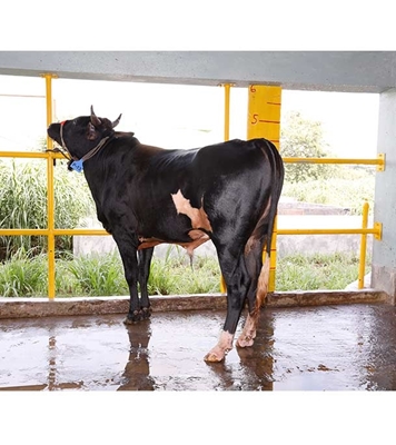 Buy ফ্রিজিয়ান ক্রস Online