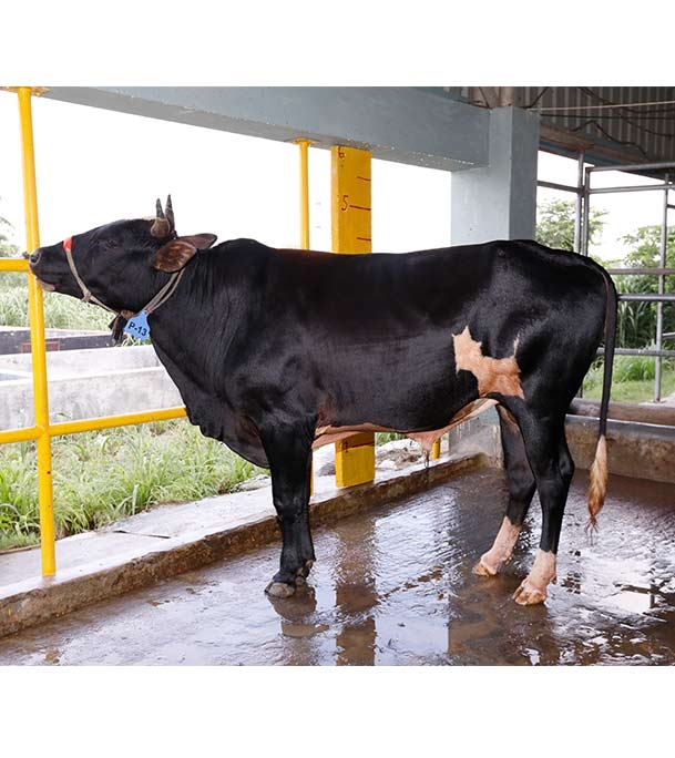 Buy ফ্রিজিয়ান ক্রস Online