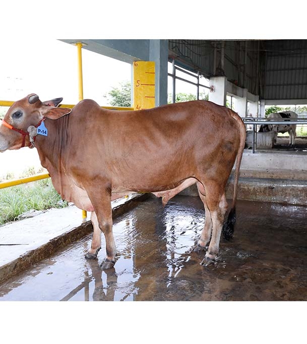 Buy দেশি ষাঁড় Online