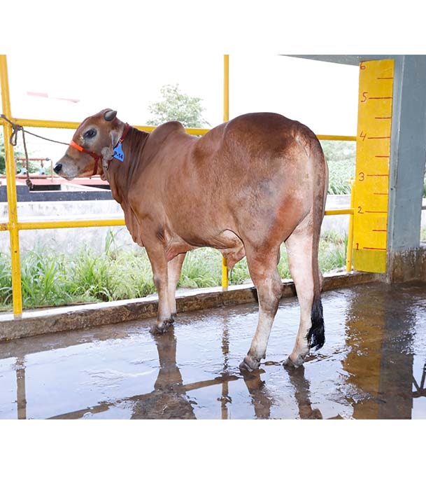 Buy দেশি ষাঁড় Online