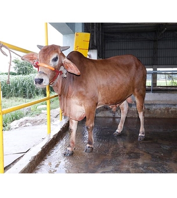 Buy দেশি ষাঁড় Online