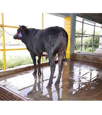 Buy ফ্রিজিয়ান ক্রস Online