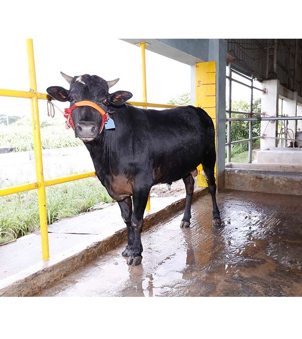 Buy ফ্রিজিয়ান ক্রস Online