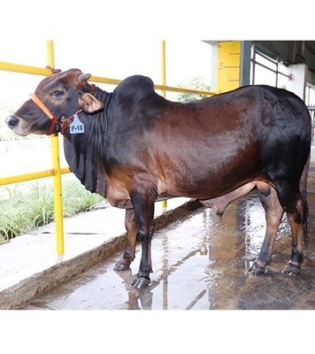 Buy দেশি ষাঁড় Online