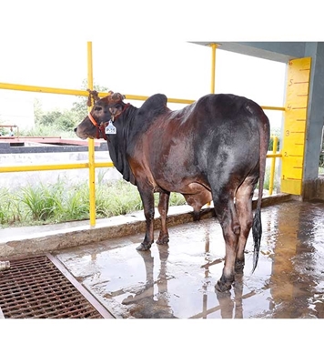 Buy দেশি ষাঁড় Online