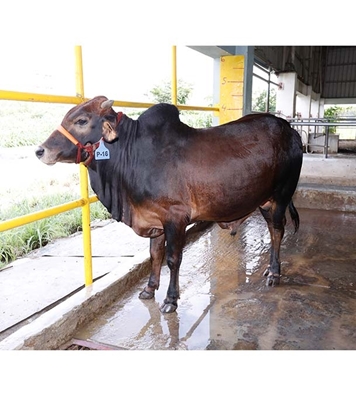 Buy দেশি ষাঁড় Online