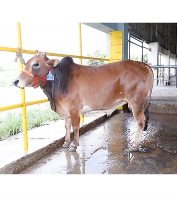 Buy দেশি ষাঁড় Online