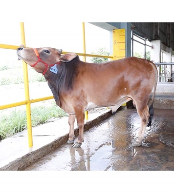 Buy দেশি ষাঁড় Online