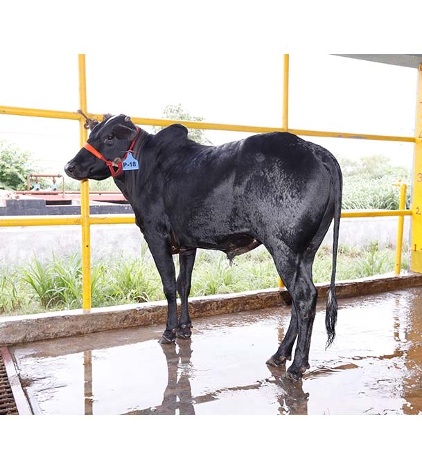 Buy দেশি ষাঁড় Online