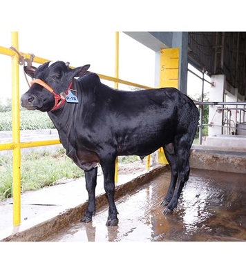 Buy দেশি ষাঁড় Online