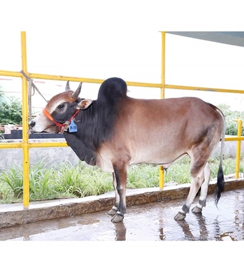 Buy দেশি ষাঁড় Online