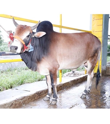 Buy দেশি ষাঁড় Online