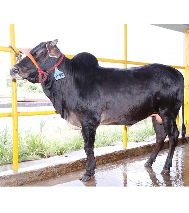 Buy দেশি ষাঁড় Online