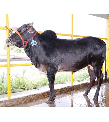 Buy দেশি ষাঁড় Online