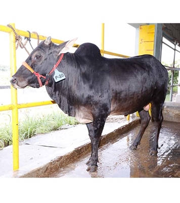 Buy দেশি ষাঁড় Online