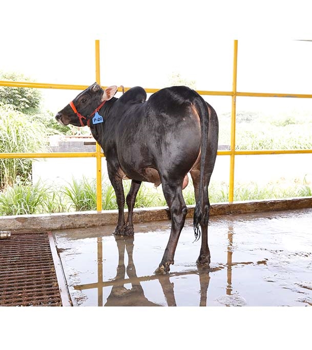 Buy দেশি ষাঁড় Online