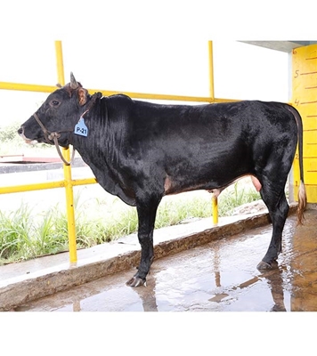 Buy দেশি ষাঁড় Online