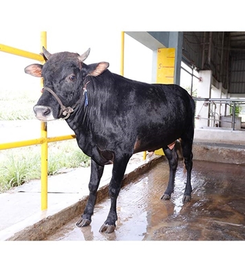 Buy দেশি ষাঁড় Online