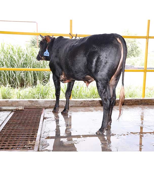 Buy দেশি ষাঁড় Online