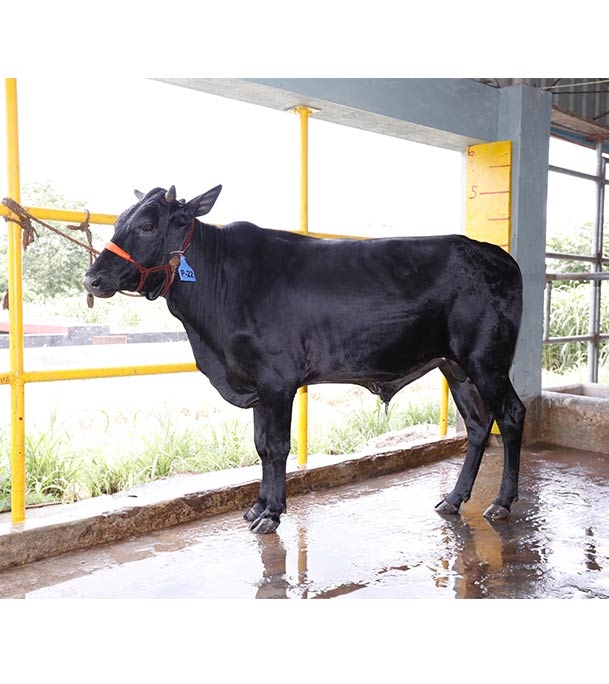 Buy ফ্রিজিয়ান ক্রস Online