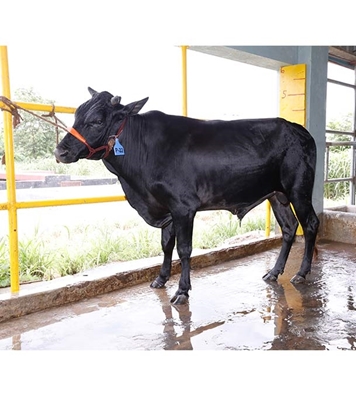 Buy ফ্রিজিয়ান ক্রস Online