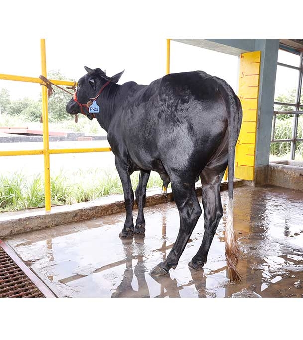 Buy ফ্রিজিয়ান ক্রস Online