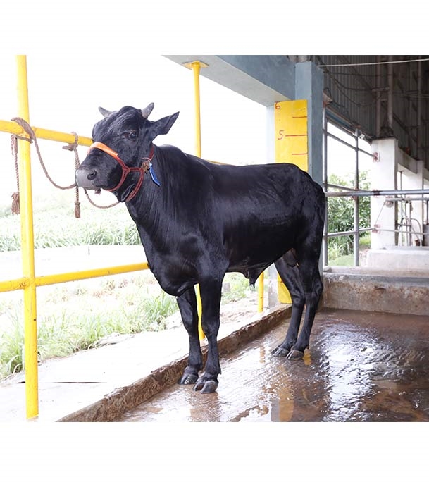 Buy ফ্রিজিয়ান ক্রস Online