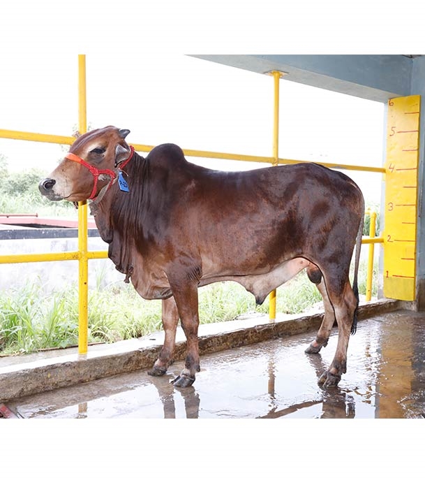 Buy শাহীওয়াল ক্রস Online