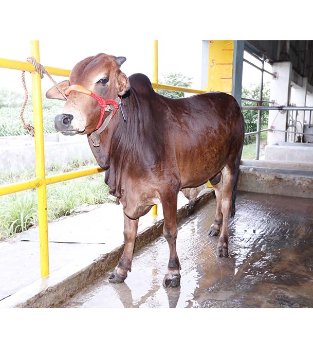 Buy শাহীওয়াল ক্রস Online