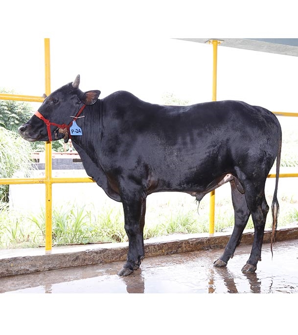 Buy দেশি ষাঁড় Online