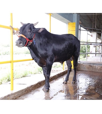 Buy দেশি ষাঁড় Online