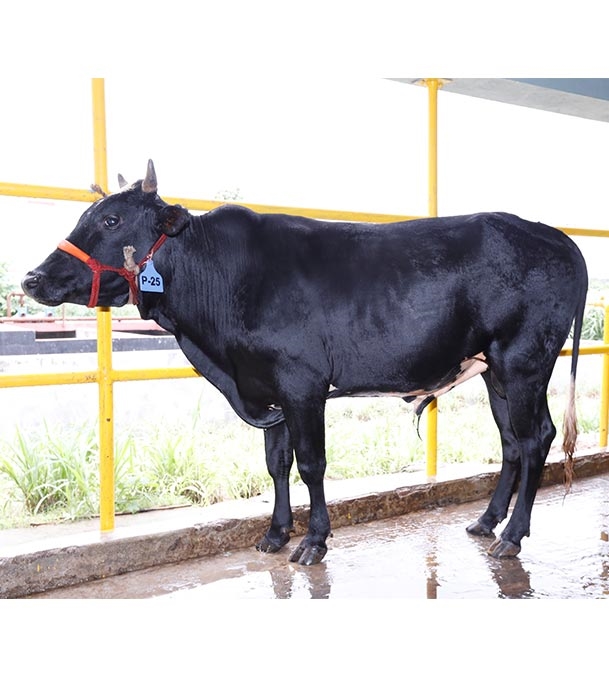 Buy ফ্রিজিয়ান ক্রস Online