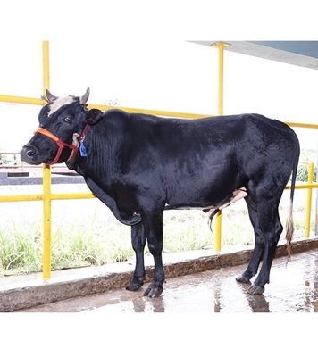 Buy ফ্রিজিয়ান ক্রস Online