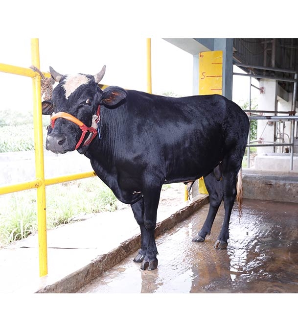 Buy ফ্রিজিয়ান ক্রস Online