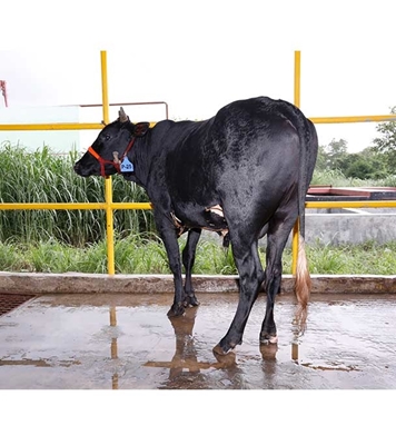 Buy ফ্রিজিয়ান ক্রস Online