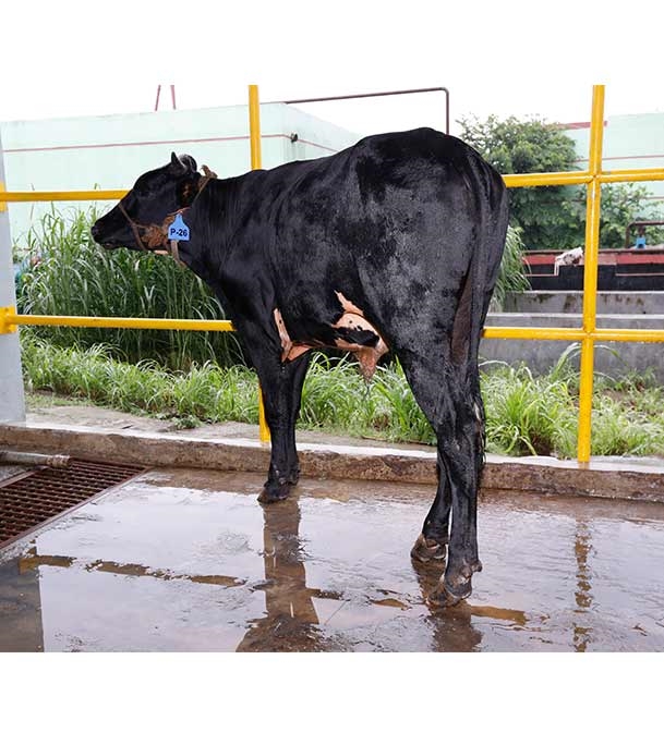 Buy ফ্রিজিয়ান ক্রস Online